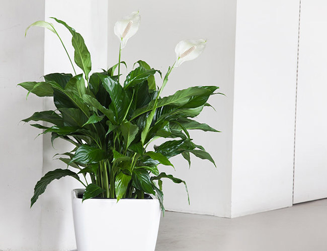 Peace Lily